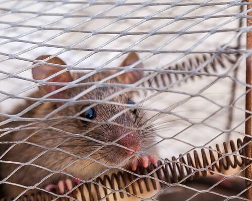 cage-closeup-mouse-rodent