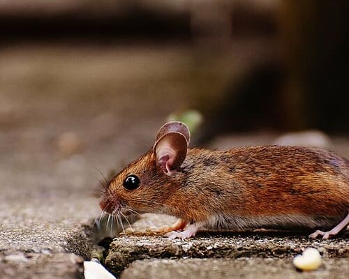 mouse-rodent-cute-mammal